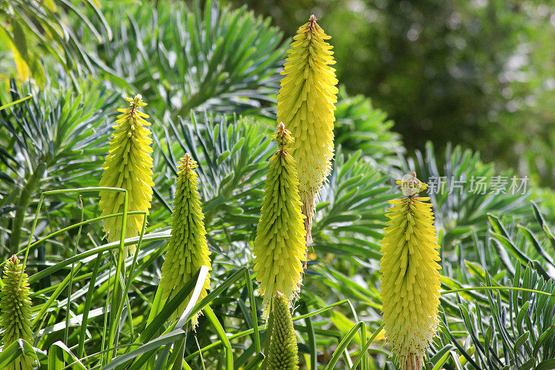 奶油黄色红色火钳花的图像，Kniphofia 'Buttercup'